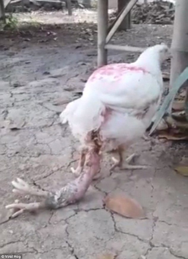 The chicken appears completely indifferent to having two extra legs as it wanders around and drags them behind it