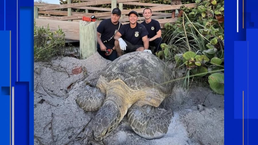 Brevard County fire rescue helps 200-pound sea turtle back to sea.