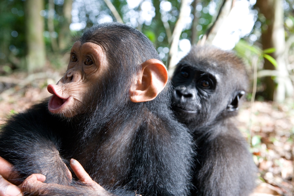 Baby Chimp and Gorilla Embracing