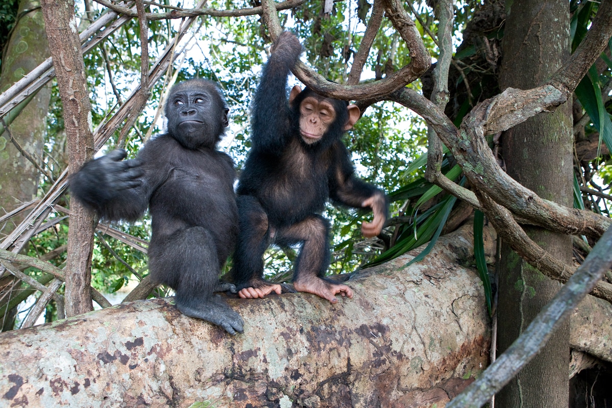 Baby Gorilla and Chimp Playing in a Tree