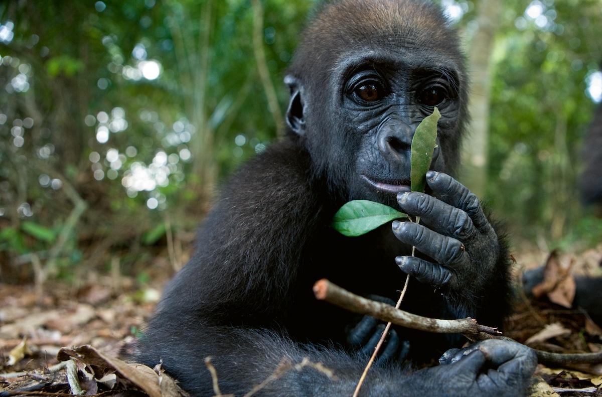 Baby Gorilla in Gabon