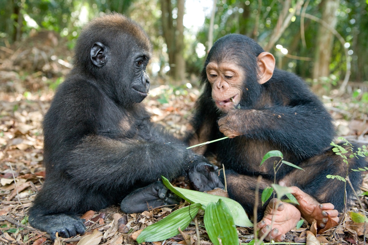 Friendship Between Orphaned Chimp and Gorilla