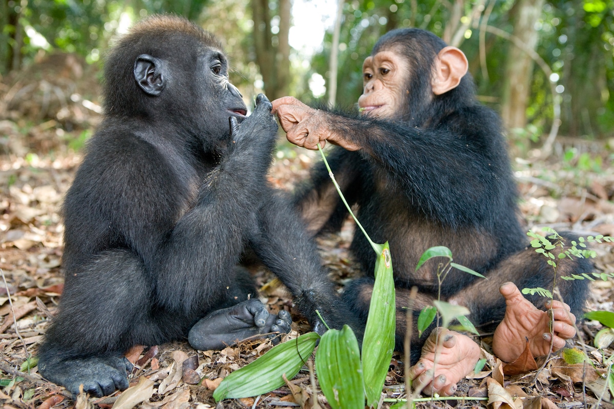 by Gorilla and Chimp Sharing Food