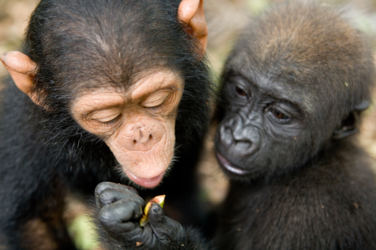 Baby Gorilla and Chimp Sharing Food