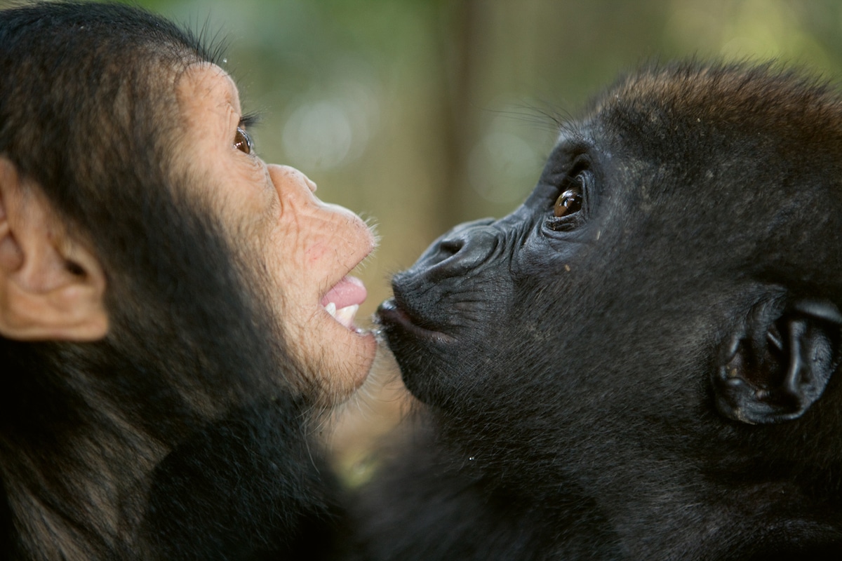 Baby Gorilla and Chimp Playing