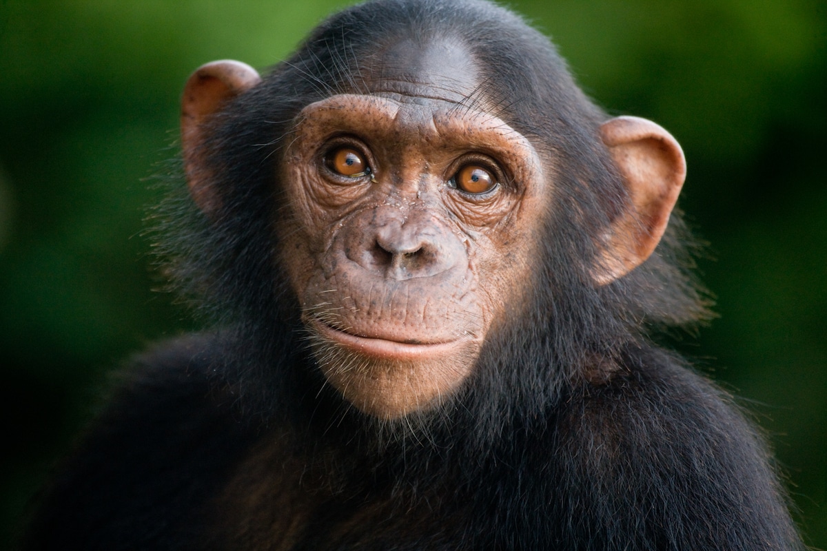 Orphaned Baby Chimpanzee in Gabon