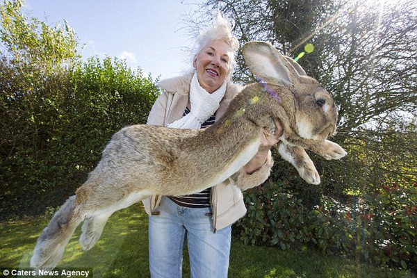 Chú thỏ khổng lồ mới ở tuổi nhi đồng nhưng đã dài hơn 1,1m - THỎ KHỔNG LỒ,  THO KHONG LO