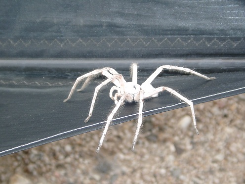 The World's Most Dangerous Spiders (WARNING GRAPHIC IMAGES) |  estudioespositoymiguel.com.ar