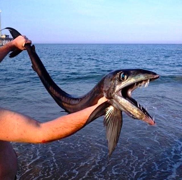Most bizarre, incredible catches by fishermen