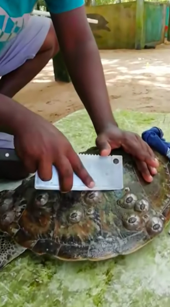 Guy Helps Sea Turtles By Removing Barnacles From Their