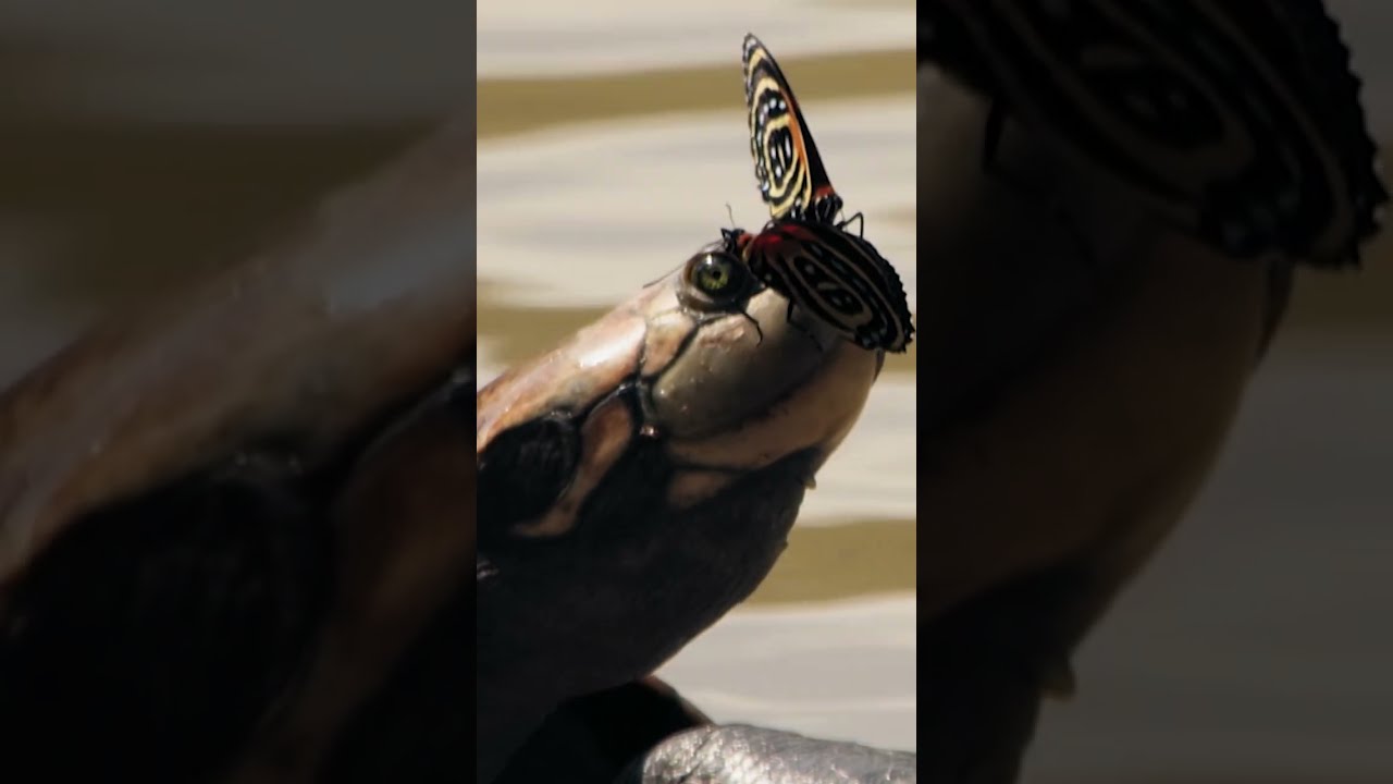 These Butterflies Can't Resist Turtles' Eyes | NATURE Shorts | PBS - YouTube