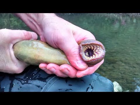 12 Strange Animals That Seem To Have Come From Parallel Universe - YouTube