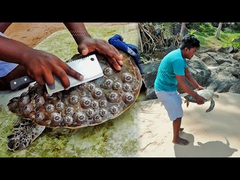 Rescue Sea Turtle, Removing Barnacles From Poor Sea Turtle [Animals, Nature, Ocean, Moana] CHIKA BOY - YouTube