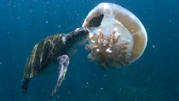 How are turtles able to eat jellyfish without getting hurt? - Quora