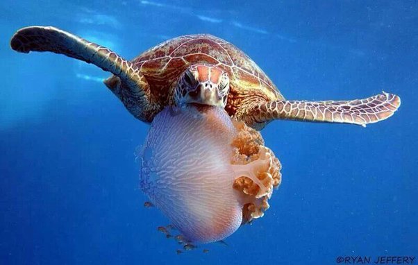 How do sea turtles eat jellyfishes without getting stung? - Quora