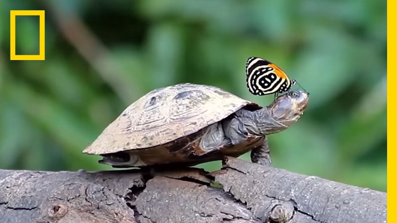 Did You Know Butterflies Drink Turtle Tears? | National Geographic - YouTube
