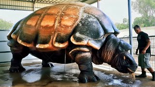 20 Turtles You Won't Believe Actually Exist - YouTube