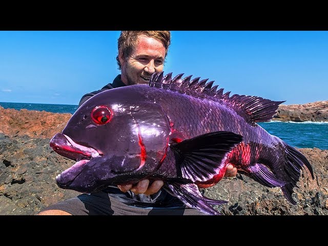 10 Most Unique Fish In The Ocean! - YouTube