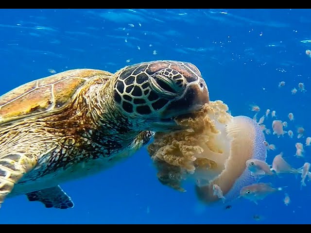 Turtle Eats Jellyfish - YouTube