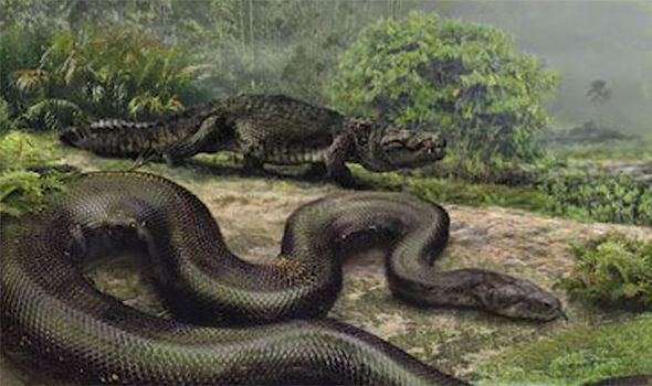 Titanoboa sighting: MONSTER snake living in the Amazon – SHOCK CLAIM | Weird | News | Express.co.uk