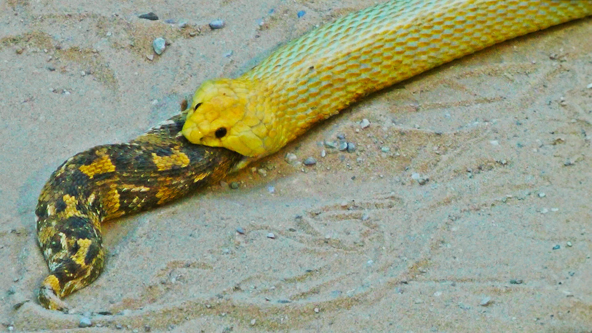 Snake Eaten Alive Slithers Inside Bigger Snake