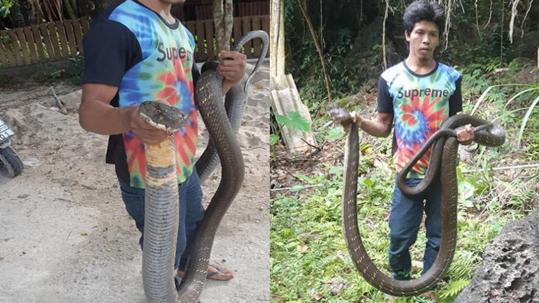 Bắt được hổ mang chúa dài 5m ở Thái Lan, dân kính cẩn gọi là "ông"