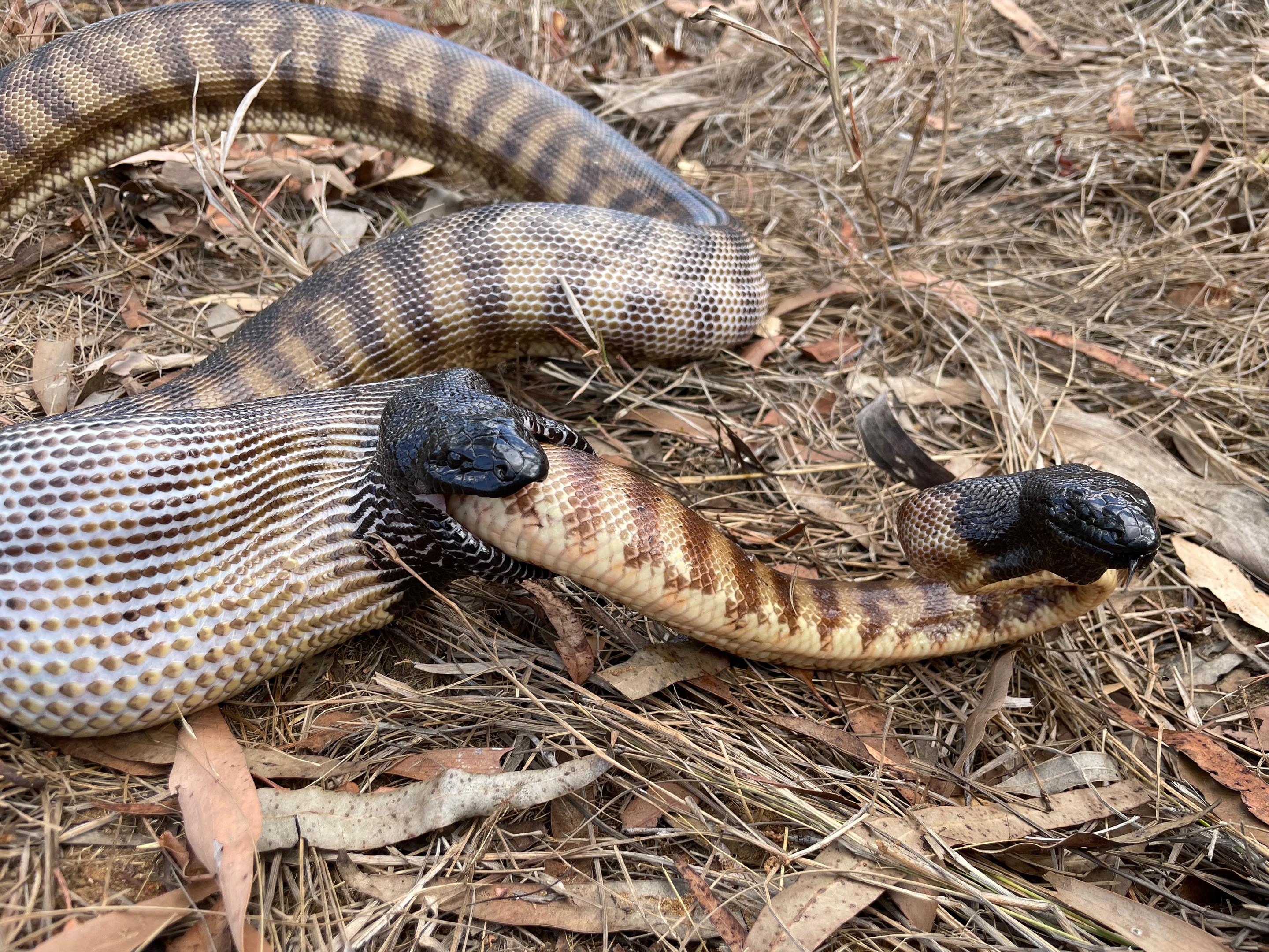 Snake's worst day captured in very rare sighting of unusual animal behavior