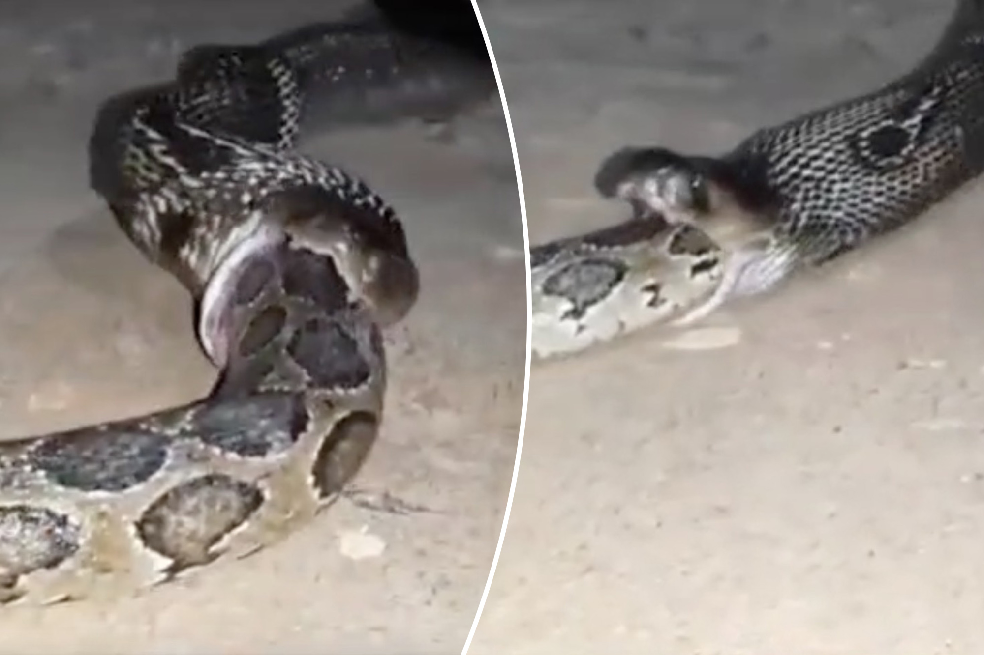 Cannibal cobra devours Burmese python in rare wild footage