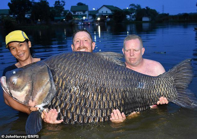 Câu được cá chép khổng lồ, nặng nhất thế giới ở Thái Lan