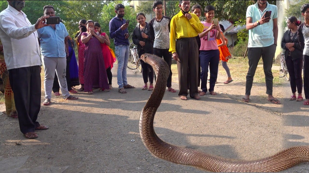बहुत बडा कोबरा सांप, पूरे मोहल्ले में डर पैदा कर दिया Rescue cobra snake from Ahmednagar - YouTube