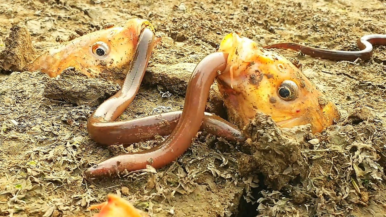 இராட்சச மீன் பழிக்கு பழி -Underground Monster hunting eelfish/Underground  monster fish vs eel. - YouTube