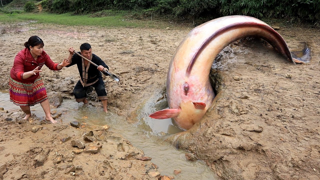Top 30 Videos: Catch big eels in the mud, Catch catfish - Unique a lot  Fishing - YouTube