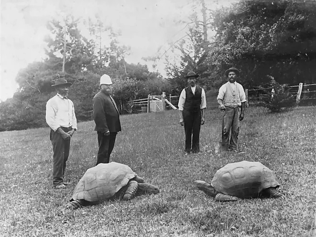 Một hình ảnh chụp "cụ rùa" Jonathan (trái) và một cá thể rùa khổng lồ khác vào năm 1886 (Ảnh: Public domain).