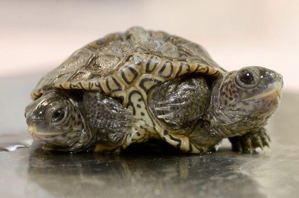 Con rùa kỳ lạ có hai đầu và sáu chân - 1