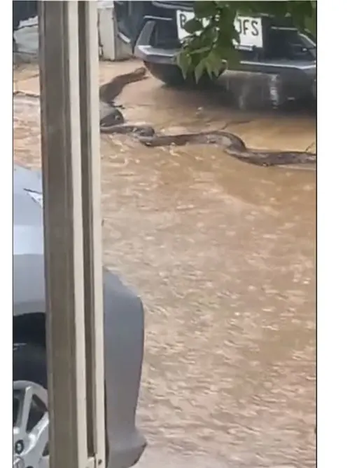 Viral Ular Piton Raksasa Merayap di Depan Rumah Warga saat Hujan, Bikin  Ngeri - Hot Liputan6.com