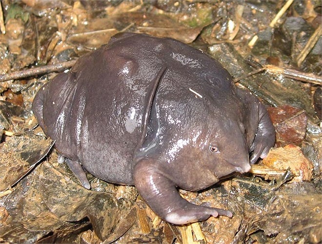 Mới đây, các nhà khoa học tự nhiên đã có một phát hiện kinh ngạc, đó là tìm ra một loài ếch màu tím, trốn sâu trong lòng đất ở vùng tây Ấn Độ.