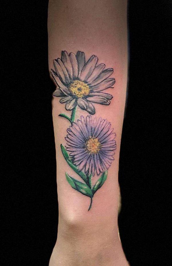 Daisy and aster flower