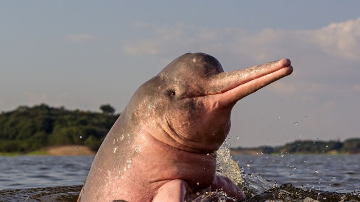 Tại sao cá heo sông Amazon có màu hồng? - Ảnh 4.