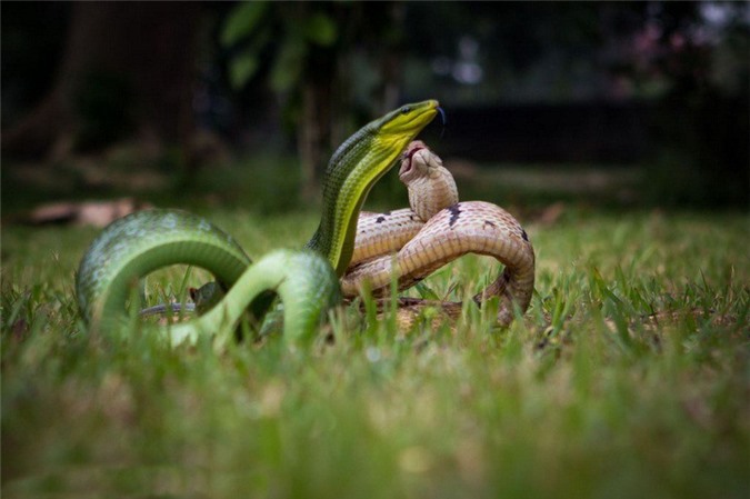 Scary scene of fierce snake battle - Picture 3