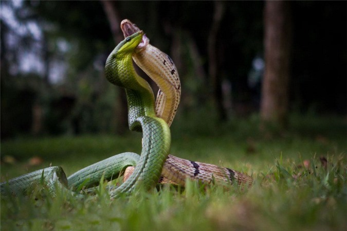 Scary scene of fierce snake battle - Picture 2