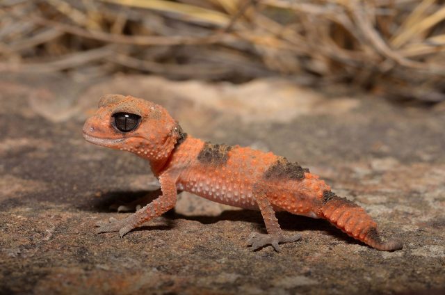 Banded Knob Tail Gecko