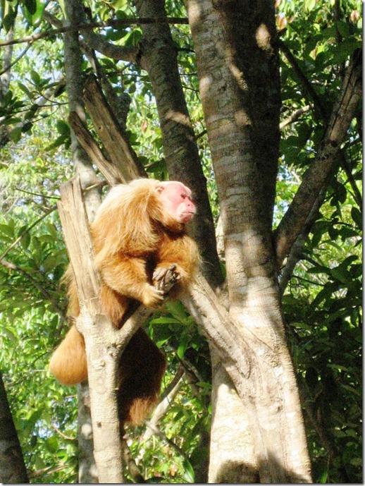 2008_07_17 Brazil Amazon Monkey Park (8)