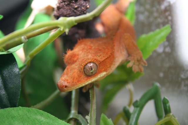 Orange Crested Gecko