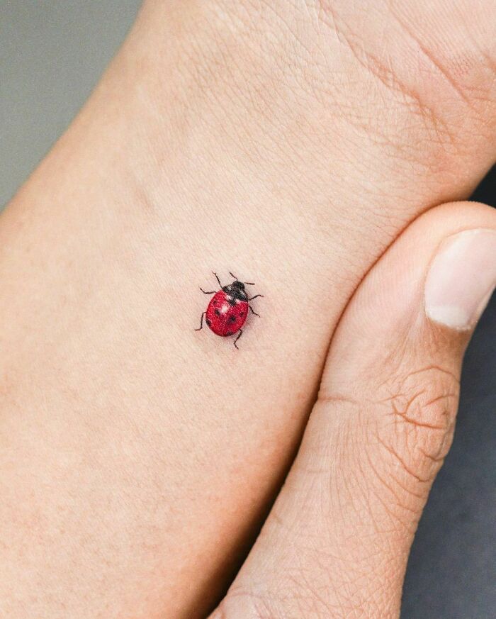 Ladybug