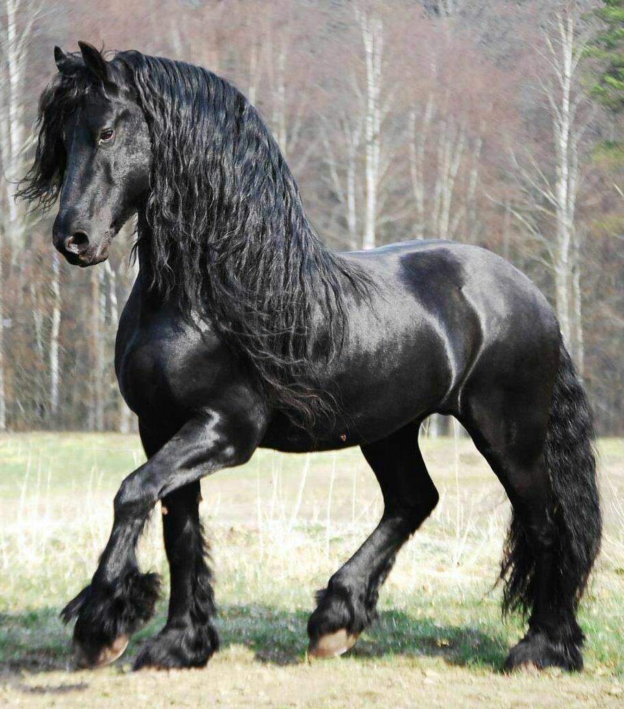 Gặp gỡ "ngựa tóc dài" đẹp trai lãng tử nhất thế giới