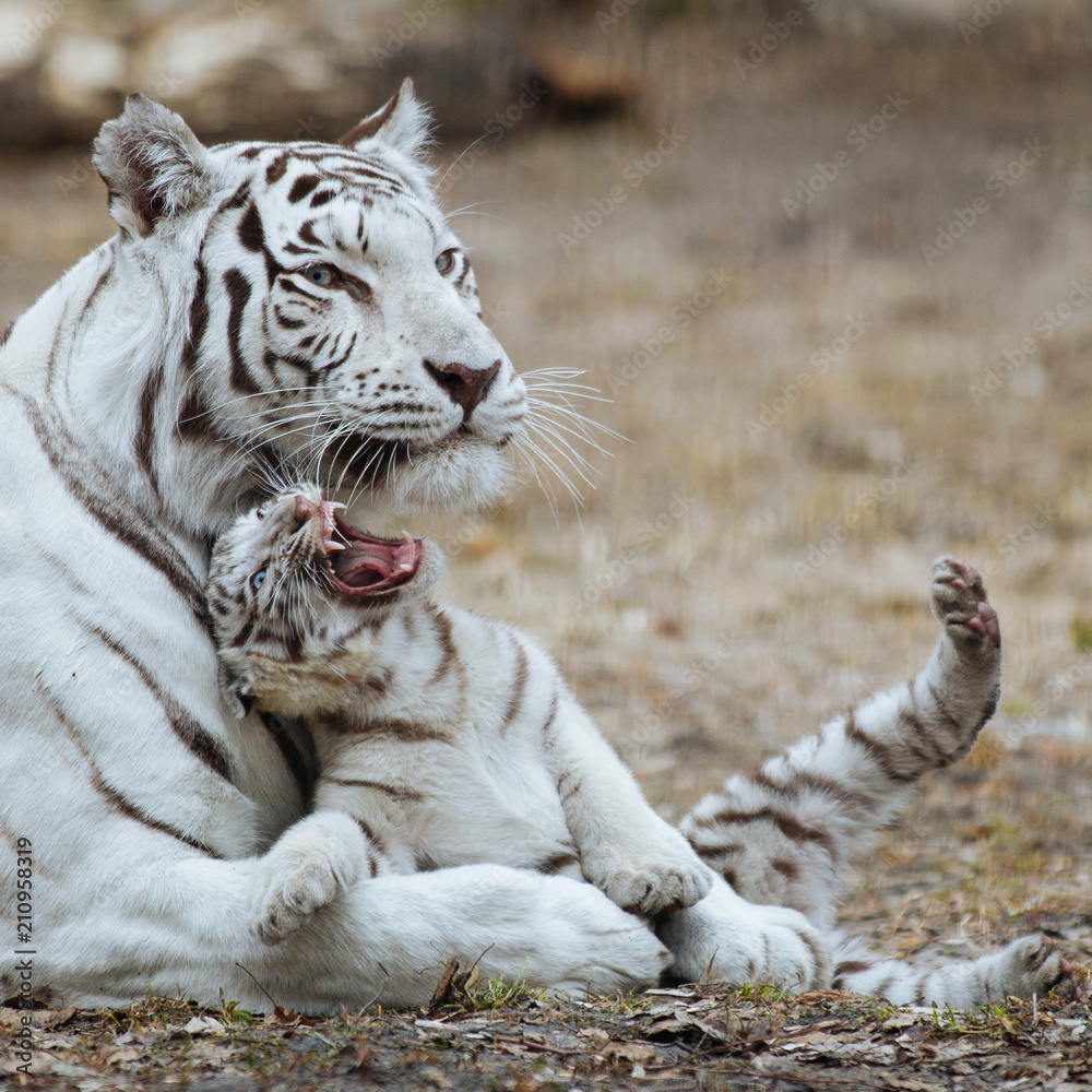 Funny bengal tiger cub playing with his mother