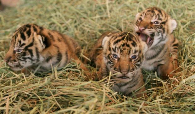 Three 9-day-old Sumatran tiger cubs wait for their first health...