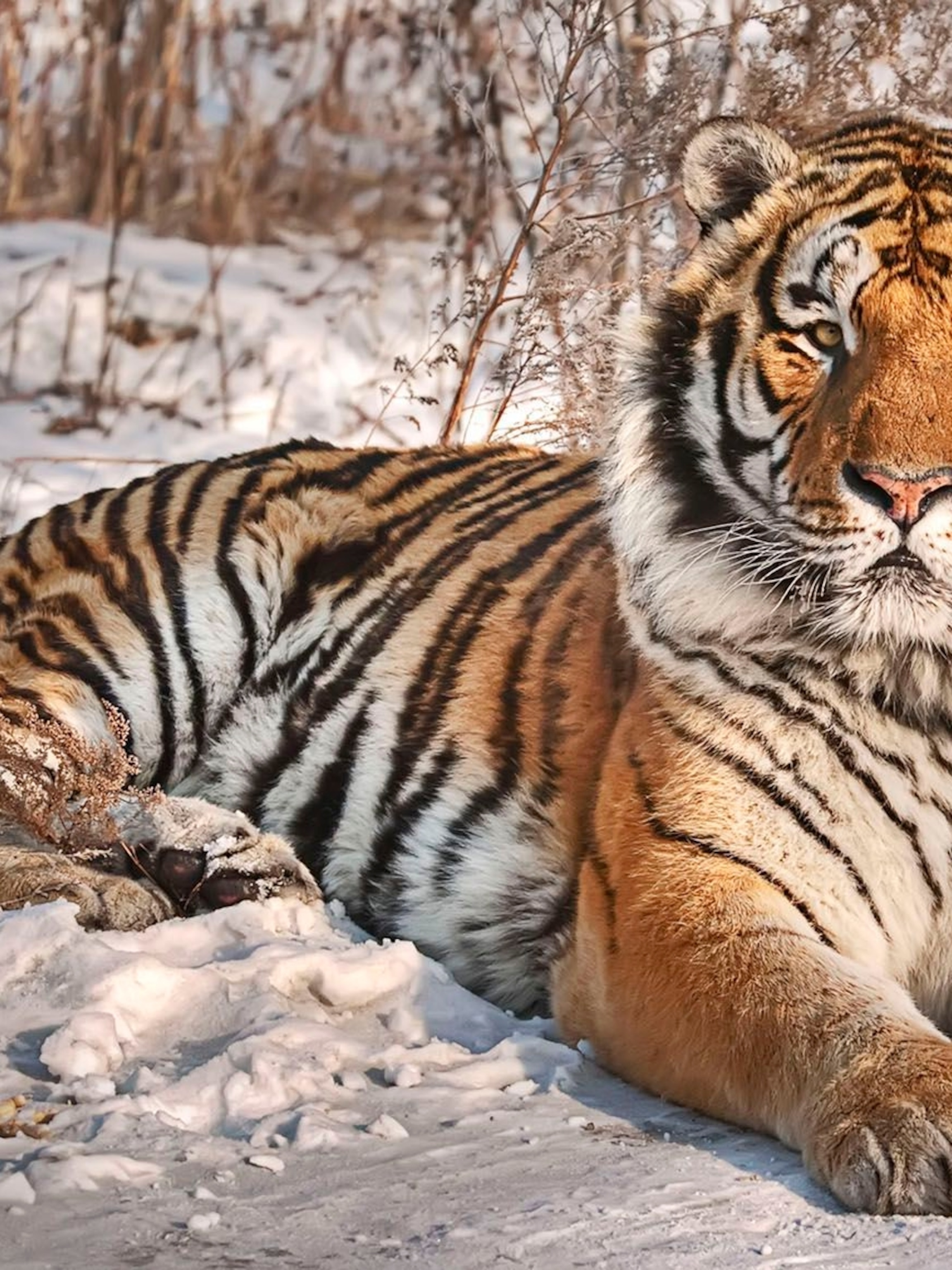 Siberian Tiger | National Geographic