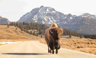 83-year-old woman gored by bison in Yellowstone | Wildlife |  bozemandailychronicle.com