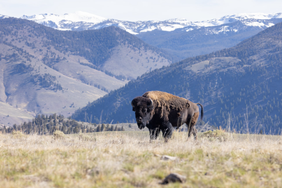 Woman gored by bison in Yellowstone National Park | Explore Big Sky